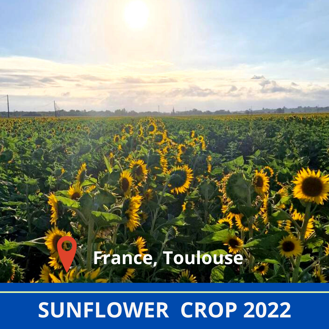 
          Sunflower at soytouch -  2022 crop