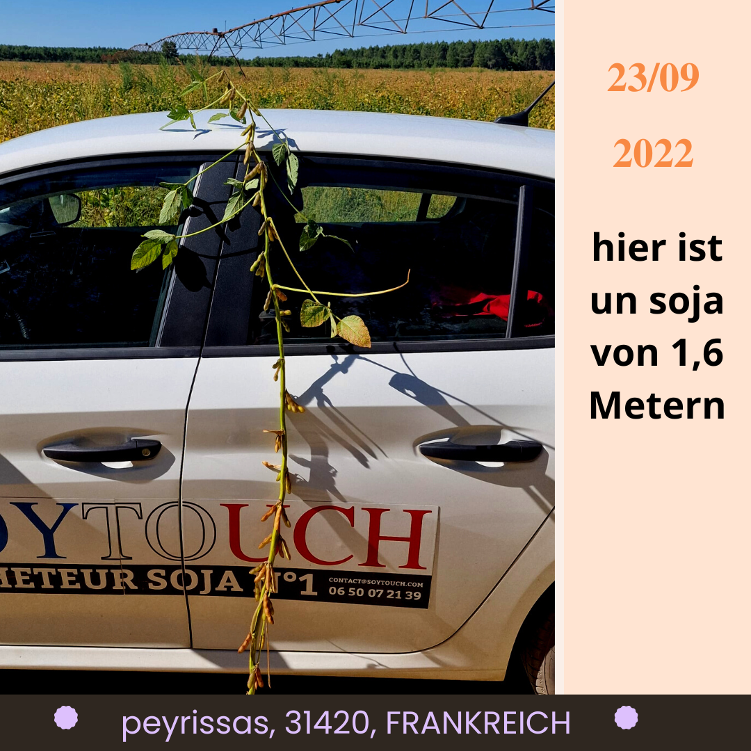 
          Sojabohnenernte 2022