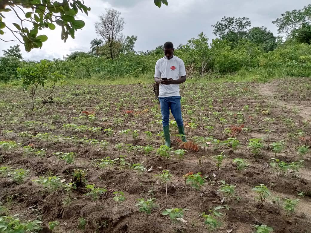 
          Niveau des premières germinations des grains de Soja