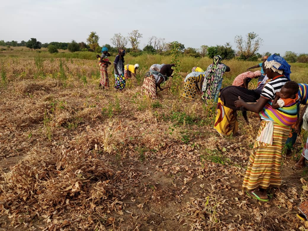 
          Démarrage des récoltes chez SOYCAIN au Burkina-faso