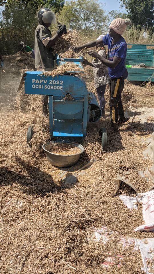 
          Egrenage de soja biologique chez SOYCAIN au Togo