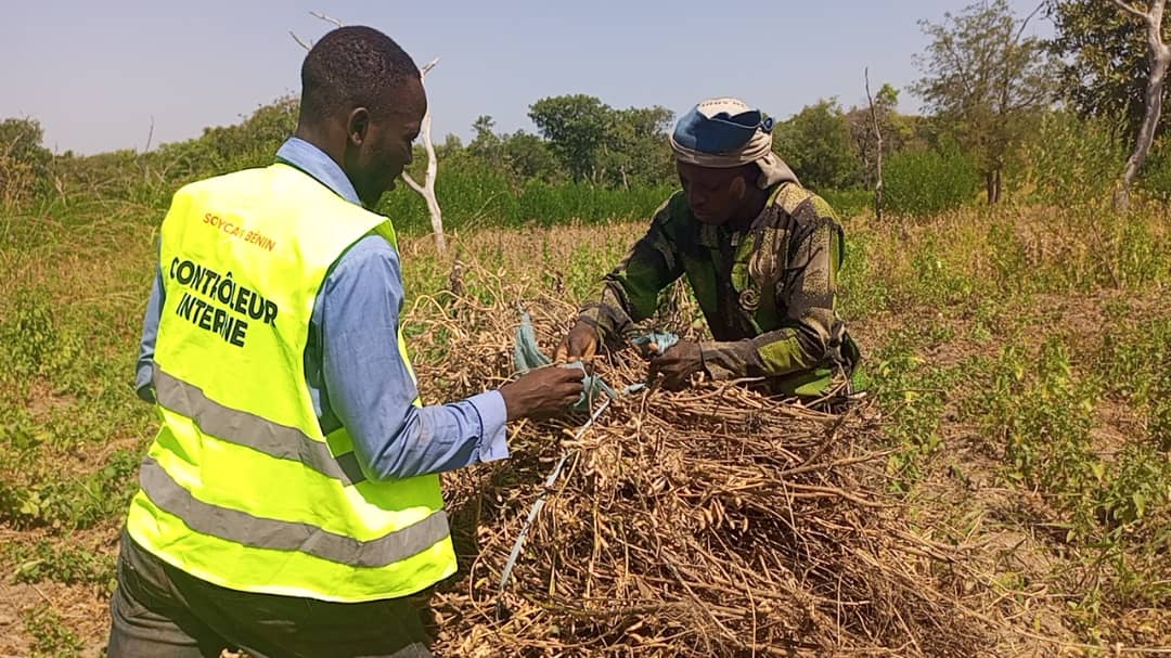 
          Récolte de soja bio chez SOYCAIN au Bénin