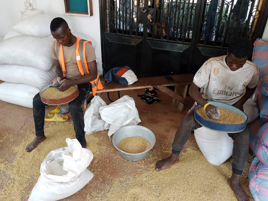 
          Nettoyage des sojas bio chez SOYCAIN au TOGO 