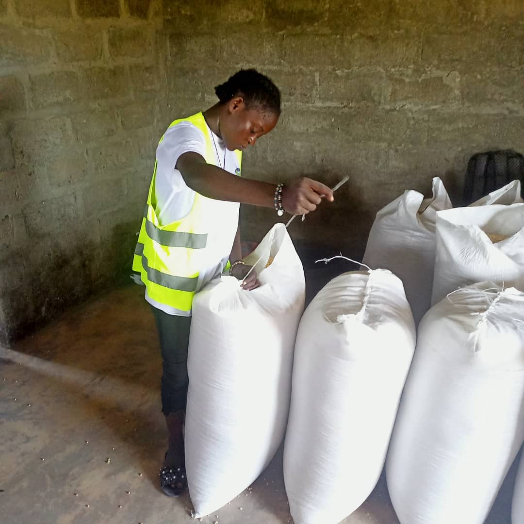 
          Conditionnement des sojas bio chez SOYCAIN au Bénin