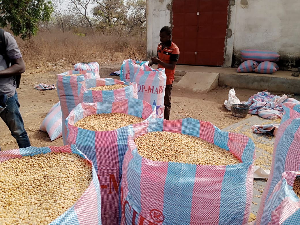 
          Activité de collecte de sojas biologiques chez SOYCAIN au Togo  