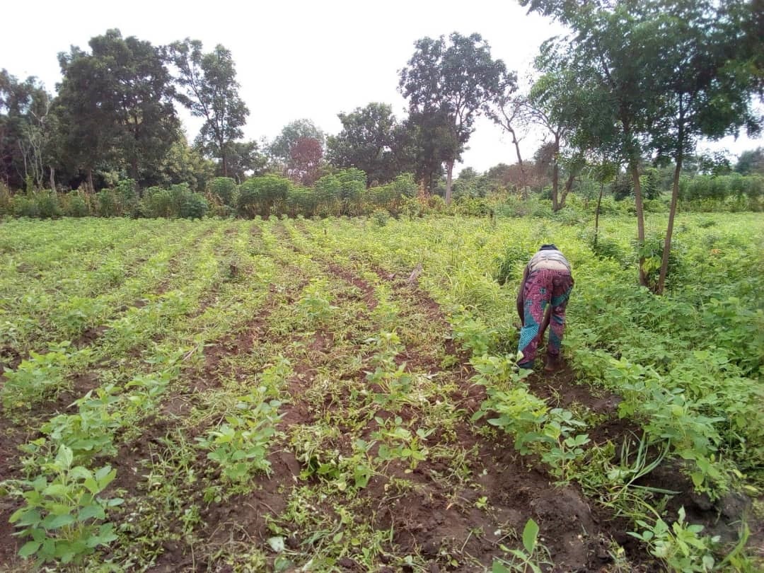 
          Adjabahoue