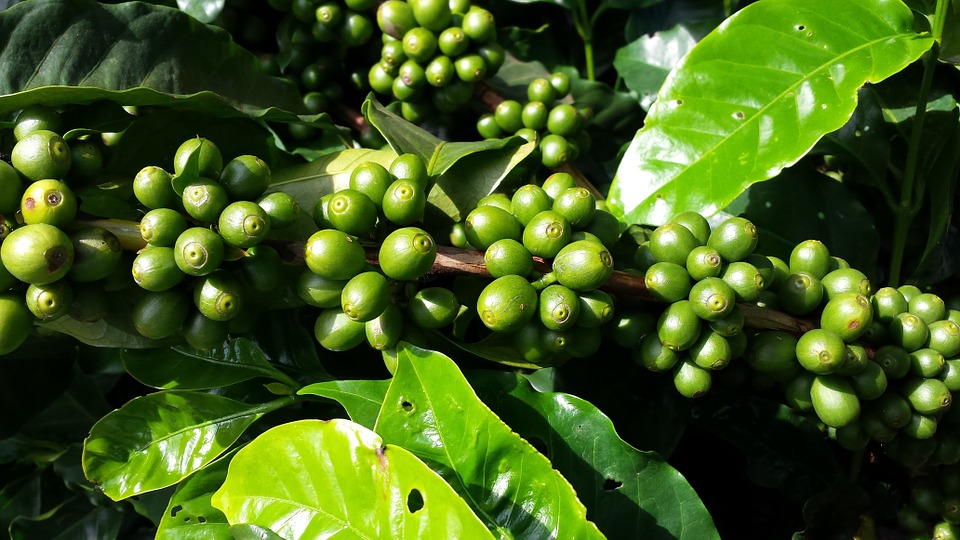 
           Cultiver le café à l’ombre  pour éviter la rouille des feuilles