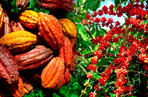 
           Campagne d’enregistrement des acteurs de la filière café-cacao 