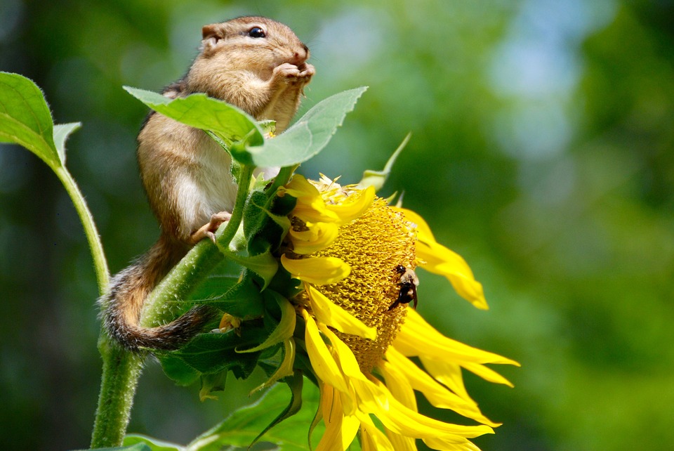 
          Concours de l’Agrobiodiversity Innovation Challenge-30/09/2021
