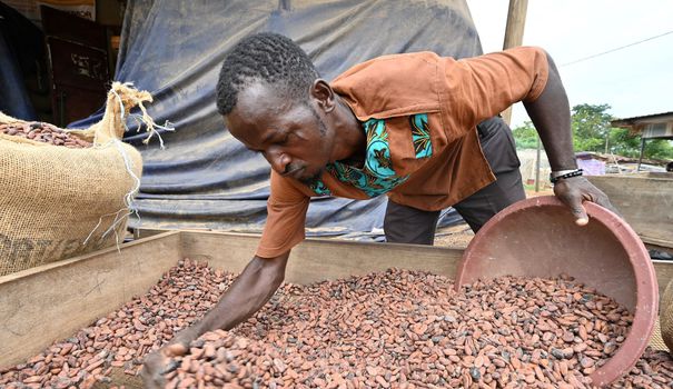 
          En Côte d’Ivoire, les prix Fairtrade augmentent les revenus des cacaoculteurs 