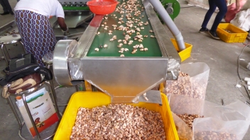 
           Les industriels du cajou en Côte d'Ivoire vent debout contre les acheteurs d'Asie 