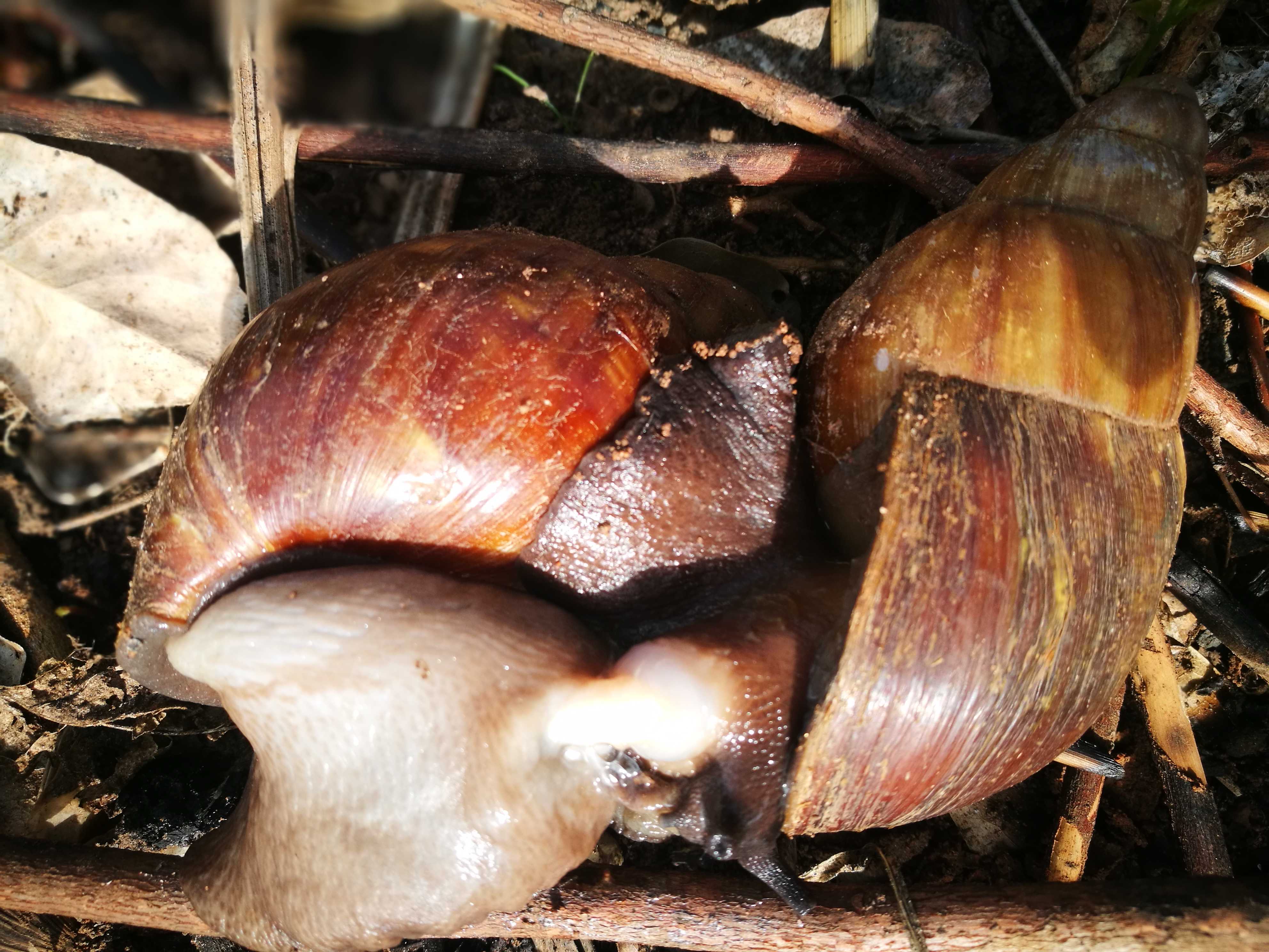
          Accouplement des escargots