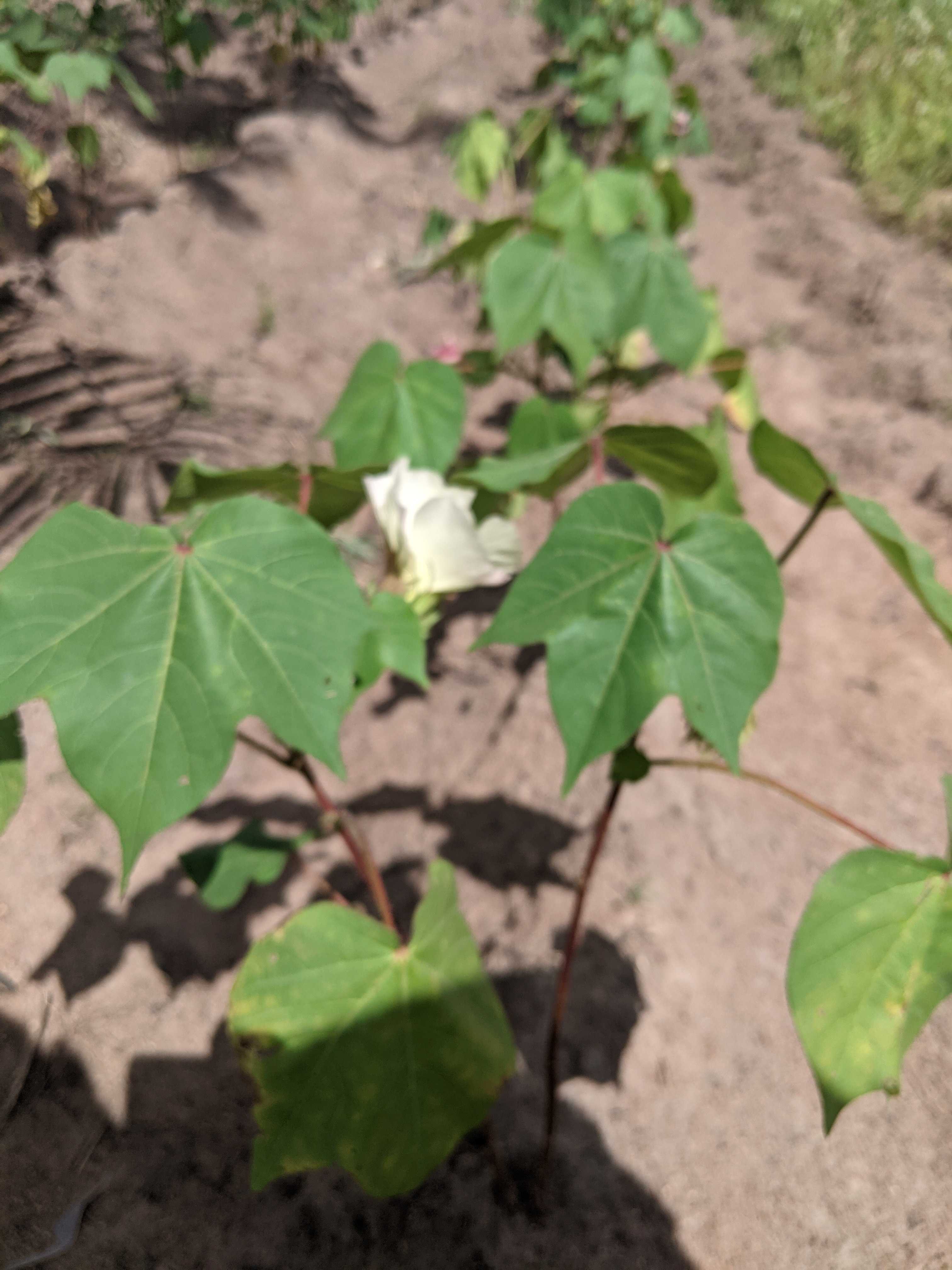 
          Le coton, le future or blanc du Togo 