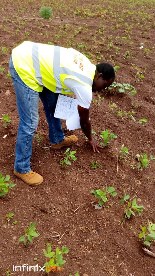 Déjà les semis dans le nord Togo.
L'écartement est une exigence dans le bio.