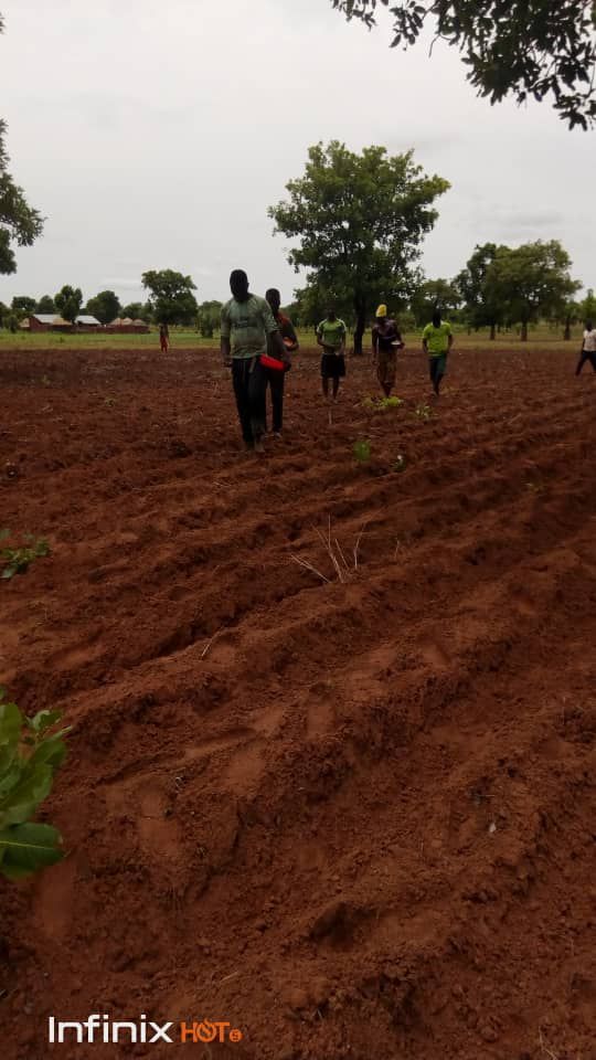 Déjà les semis dans le nord Togo.
L'écartement est une exigence dans le bio.
