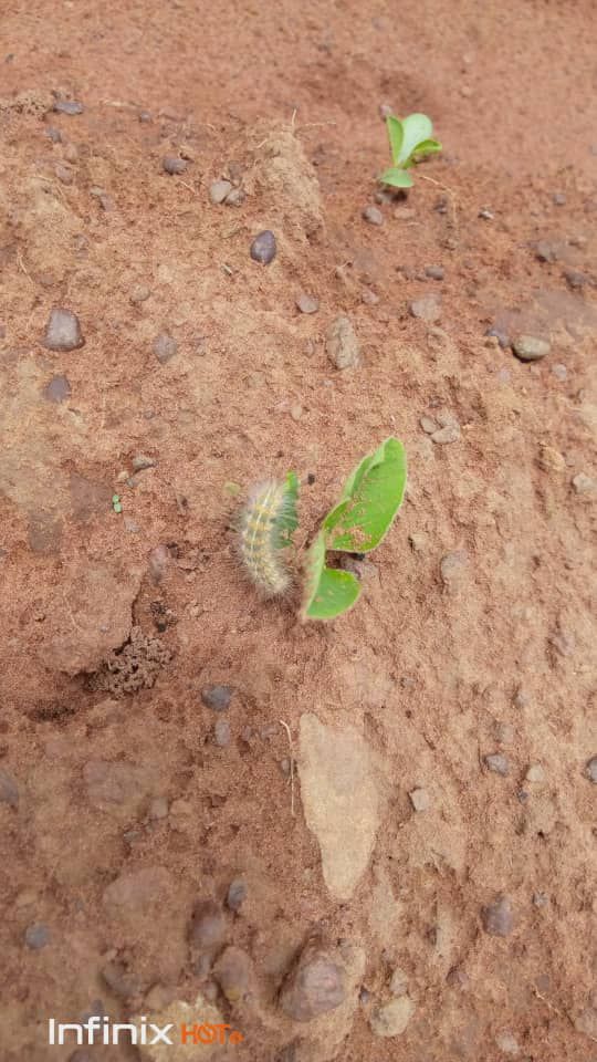 SOYCAIN Togo
 Les premiers pousses de soja bio.
