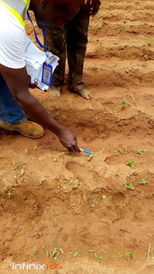 SOYCAIN Togo
 Les premiers pousses de soja bio.