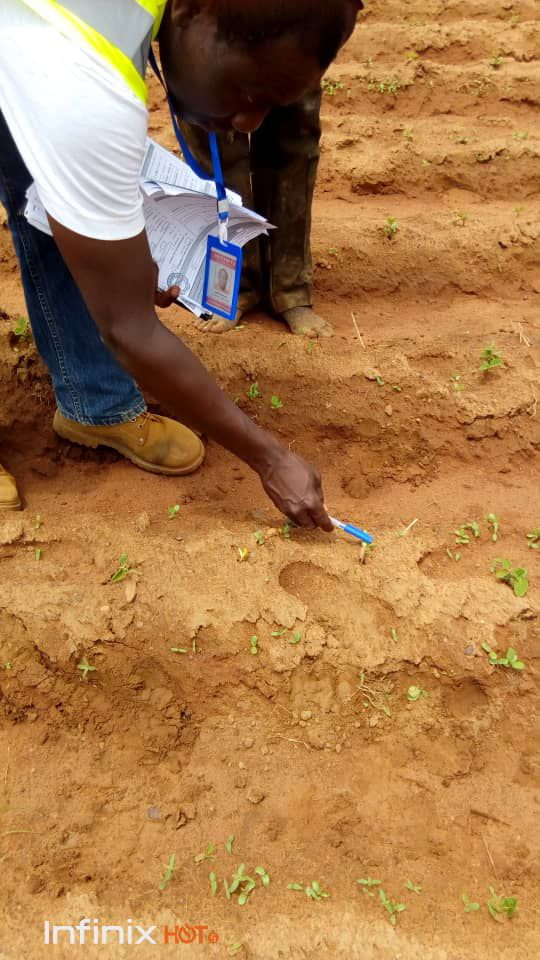 SOYCAIN Togo
 Les premiers pousses de soja bio.