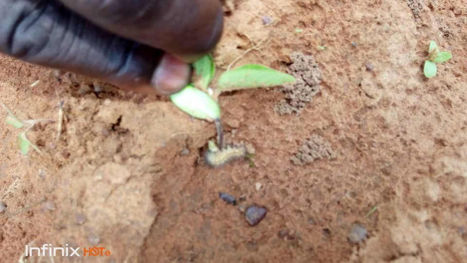 SOYCAIN Togo
 Les premiers pousses de soja bio.