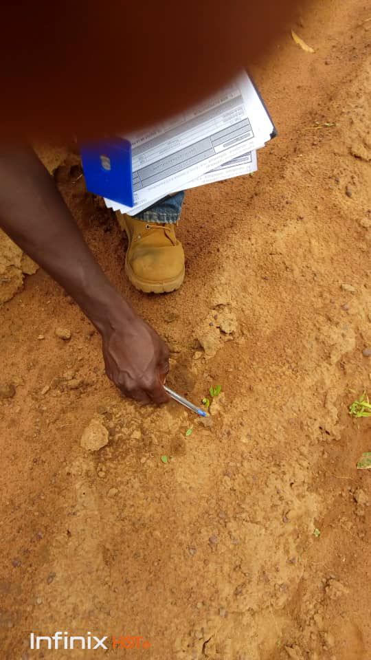 SOYCAIN Togo
 Les premiers pousses de soja bio.