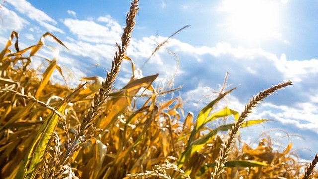 
          Chaud devant pour la moisson et les ensilages de maïs