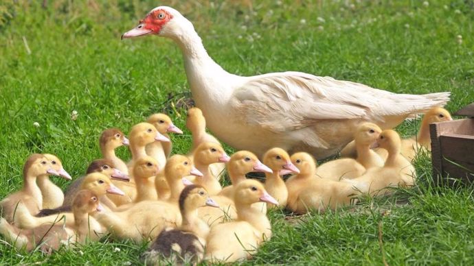 
          La France n'a officiellement plus de grippe aviaire 