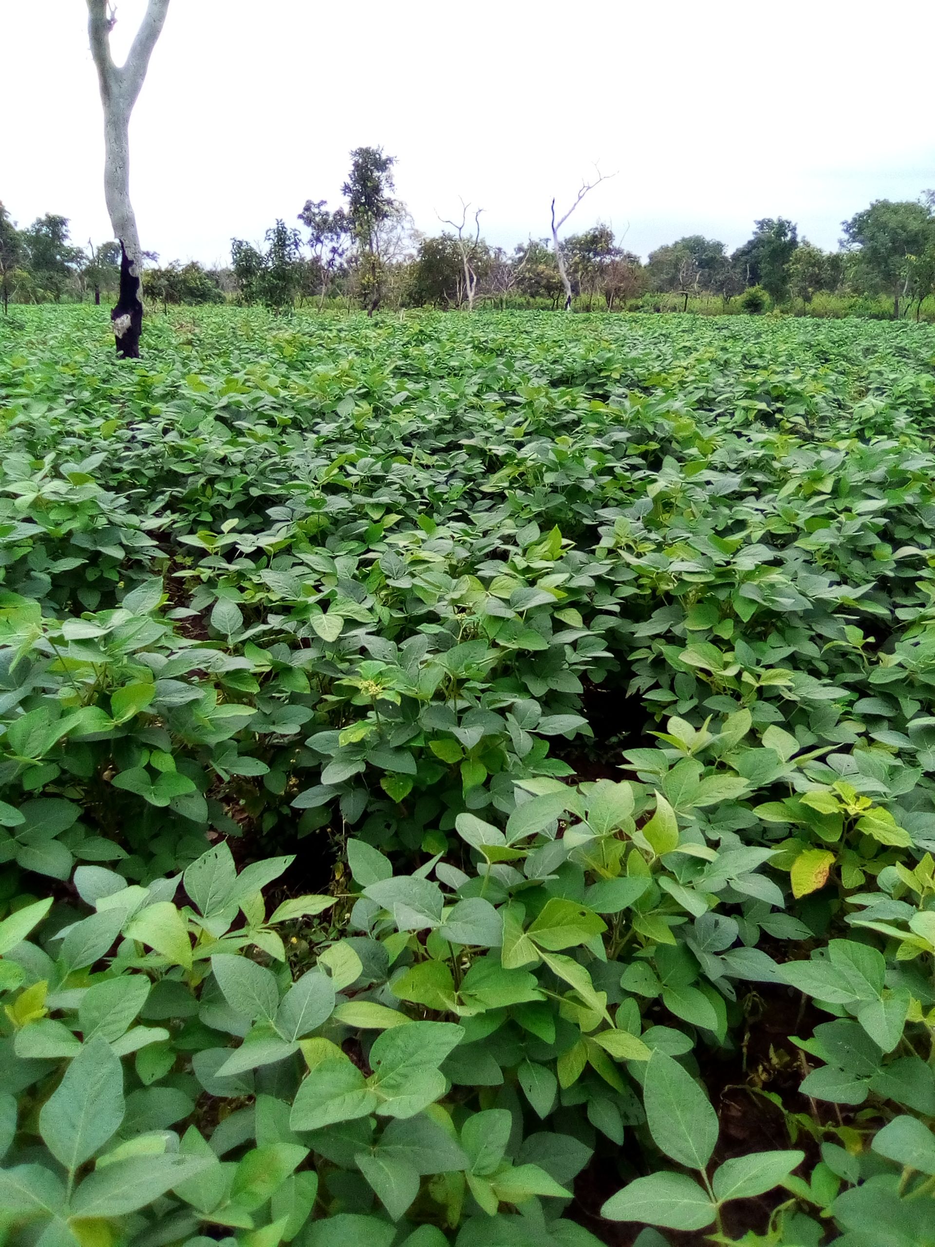 Soycain Bénin
