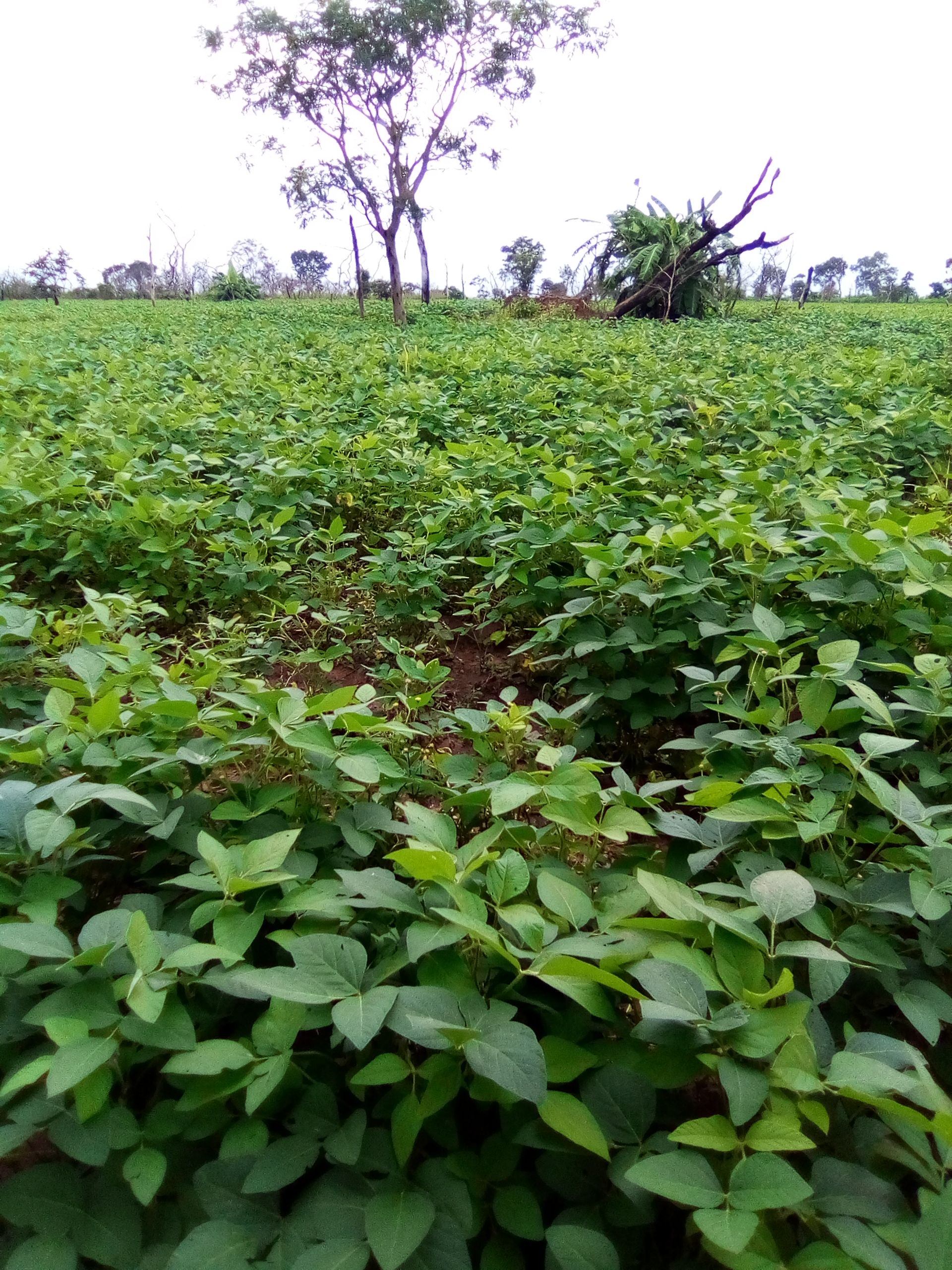 Soycain Bénin