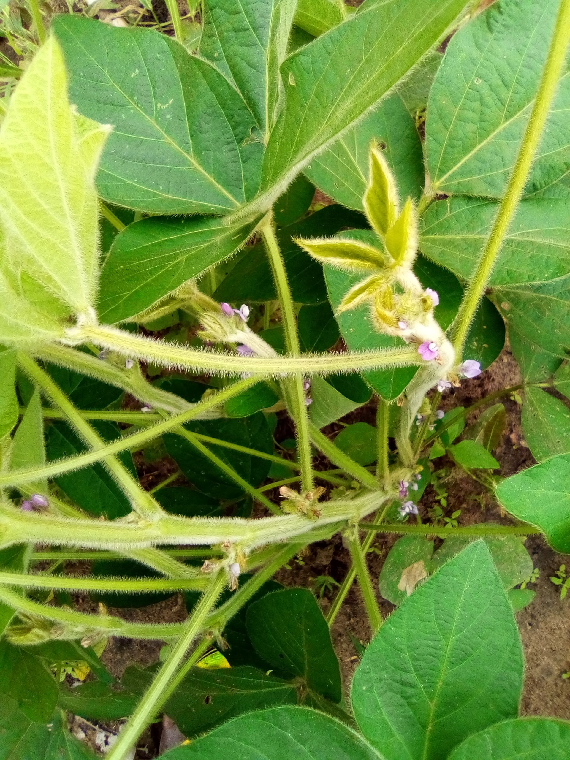 Soycain Bénin