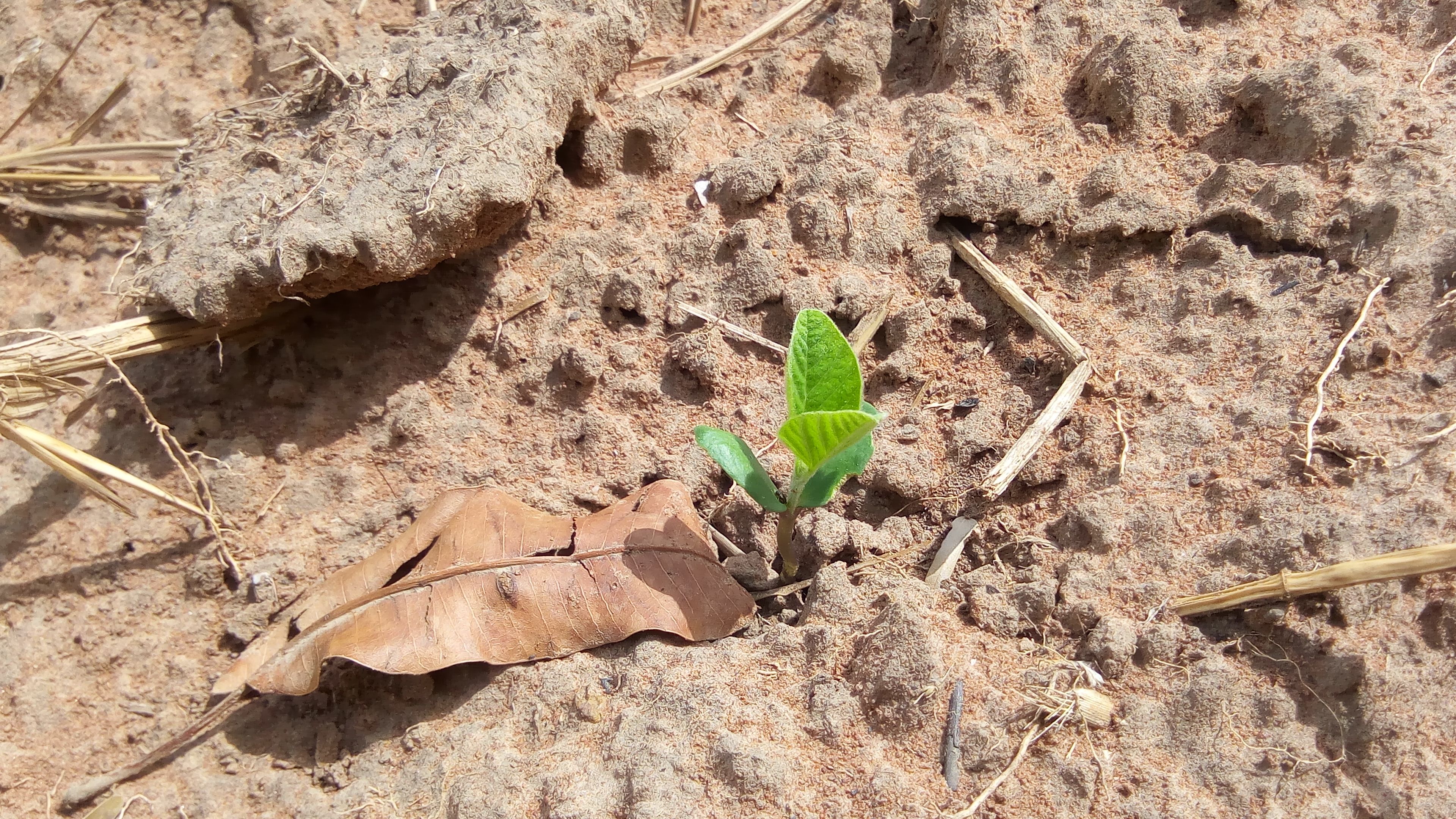 Assenim