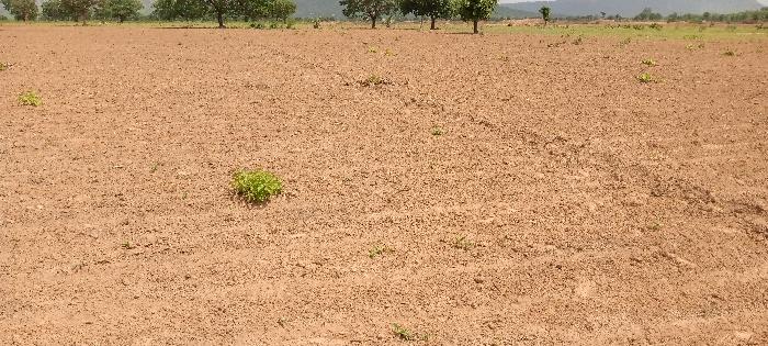 PARCELLES PRÊTES POUR LE SEMIS PRESENTANT DES BILLONS RÉALISÉS PAR TRACTION ANIMALE.