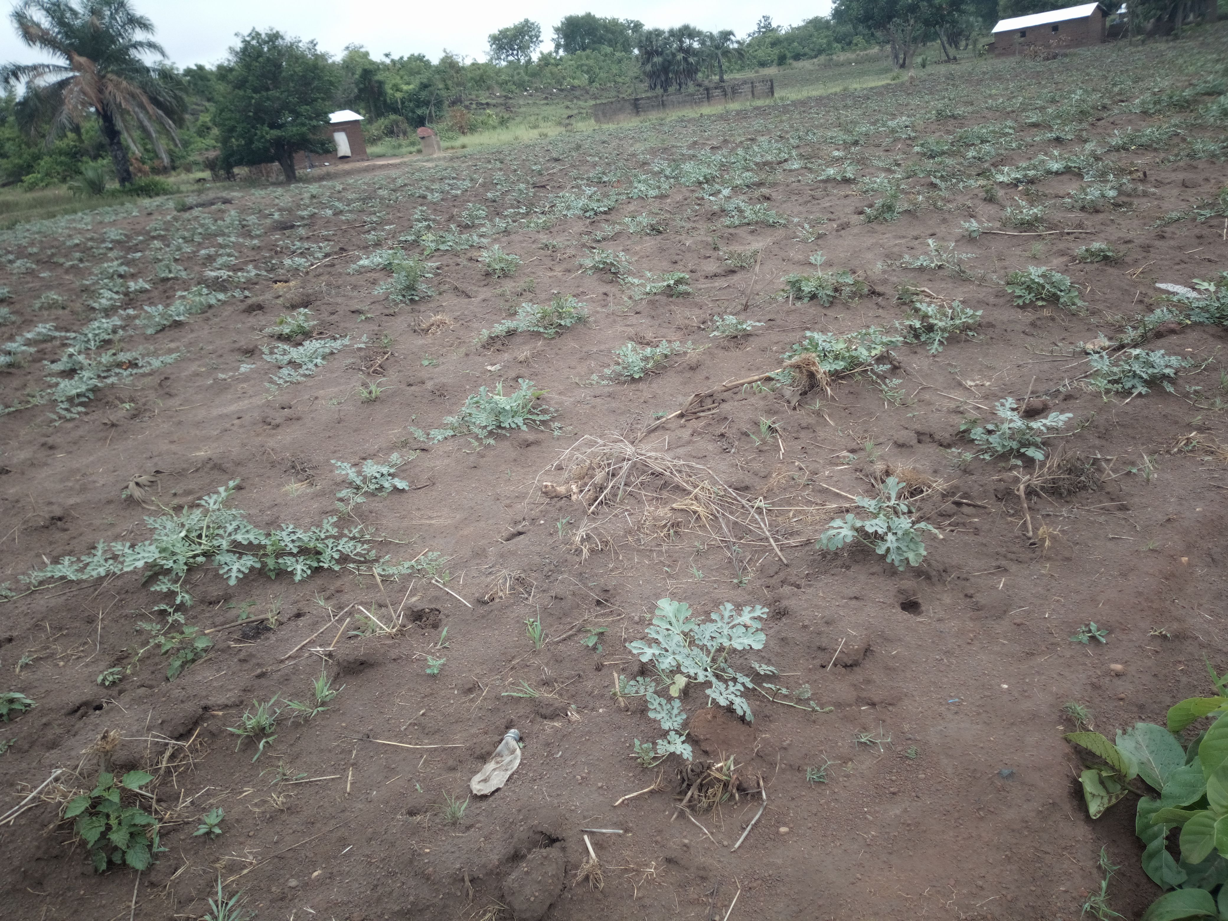 Soycain-Tchamba,yempabe