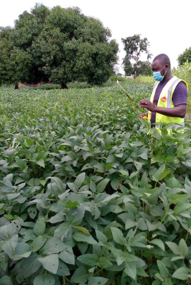 
          Victor yempabe, région Kara, production bio