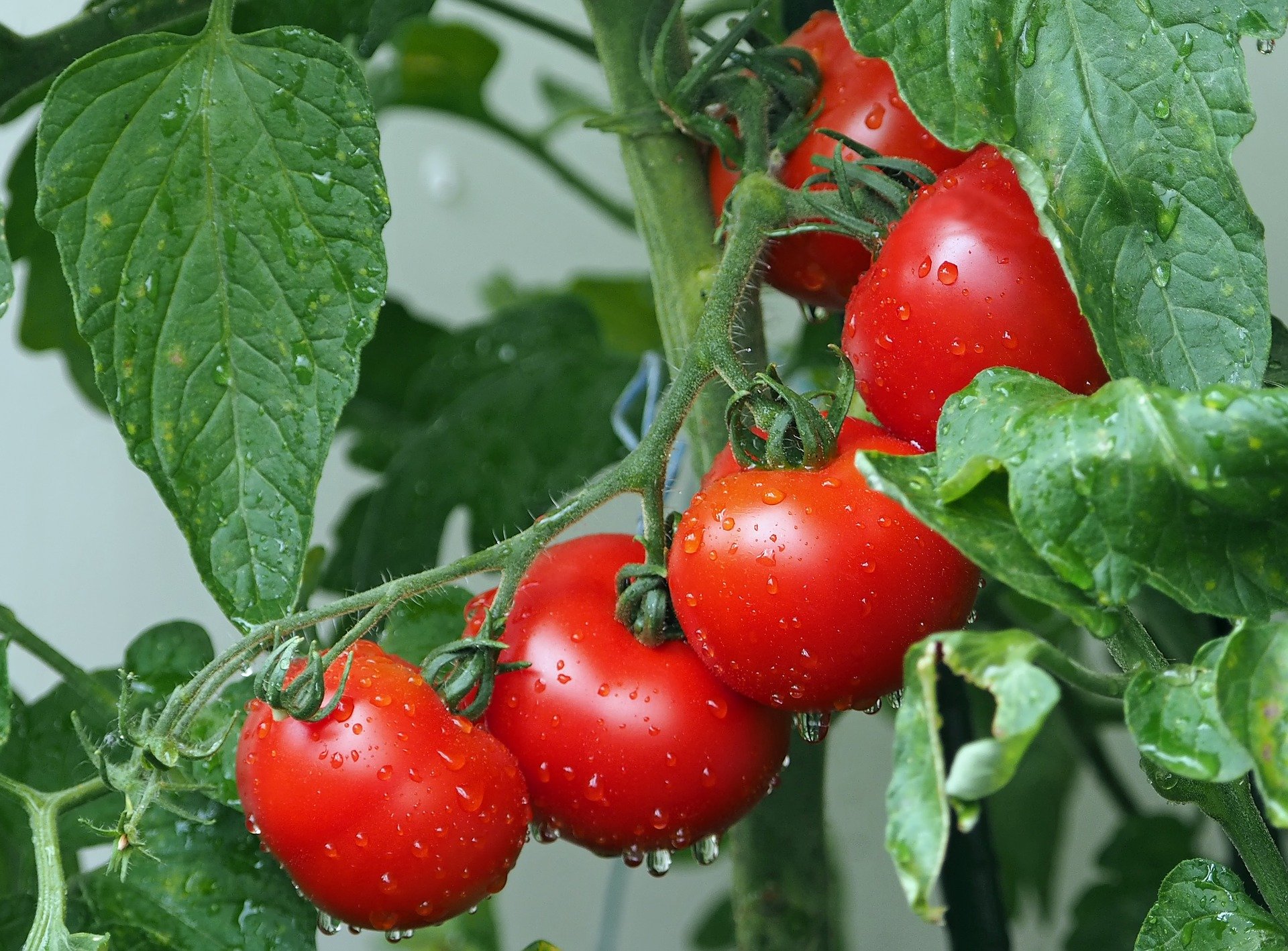 
          Le Chef de l’Etat togolais à  la rescousse des producteurs de tomates de la région des Savanes 