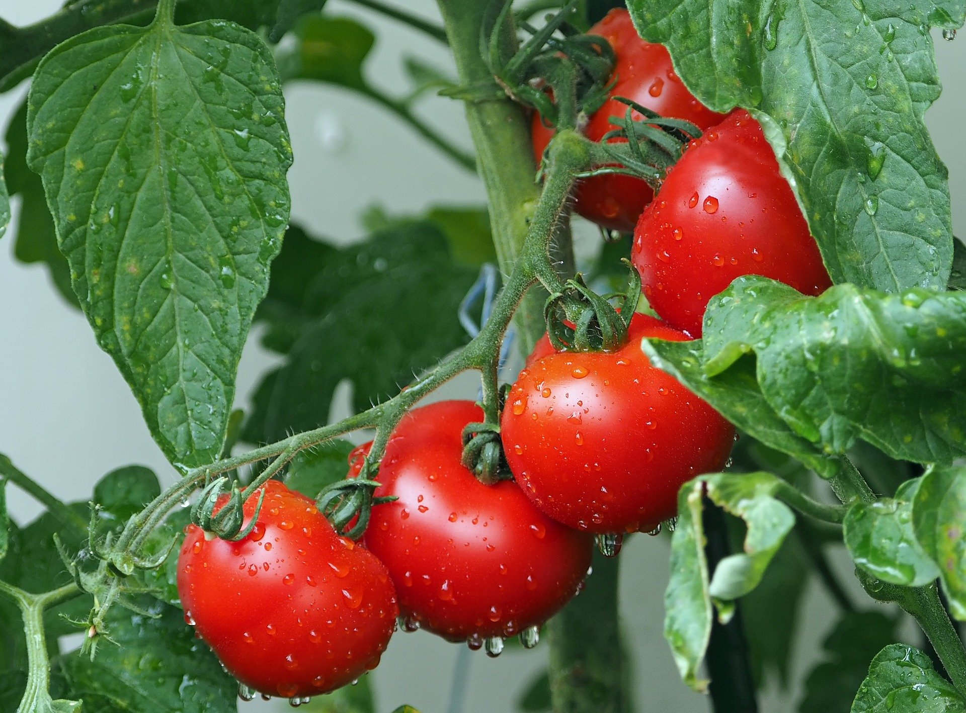 
          Le Chef de l’Etat togolais à  la rescousse des producteurs de tomates de la région des Savanes 