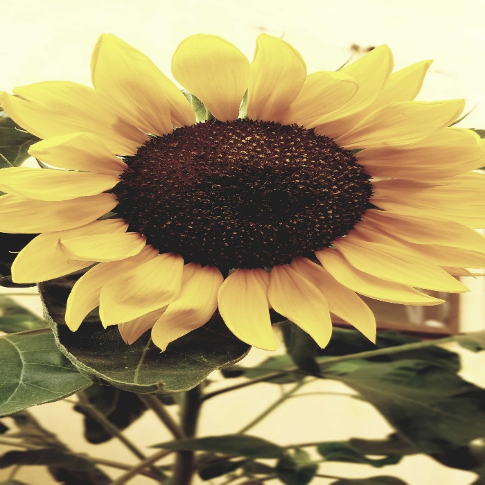Fleur tournesol