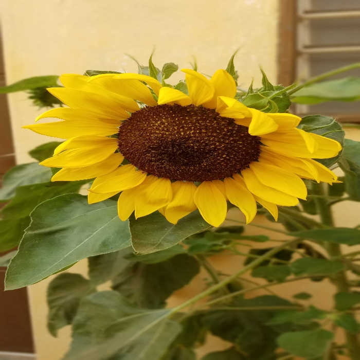 Fleur tournesol