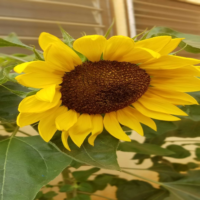 Fleur tournesol