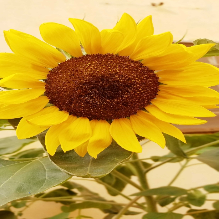 Fleur tournesol