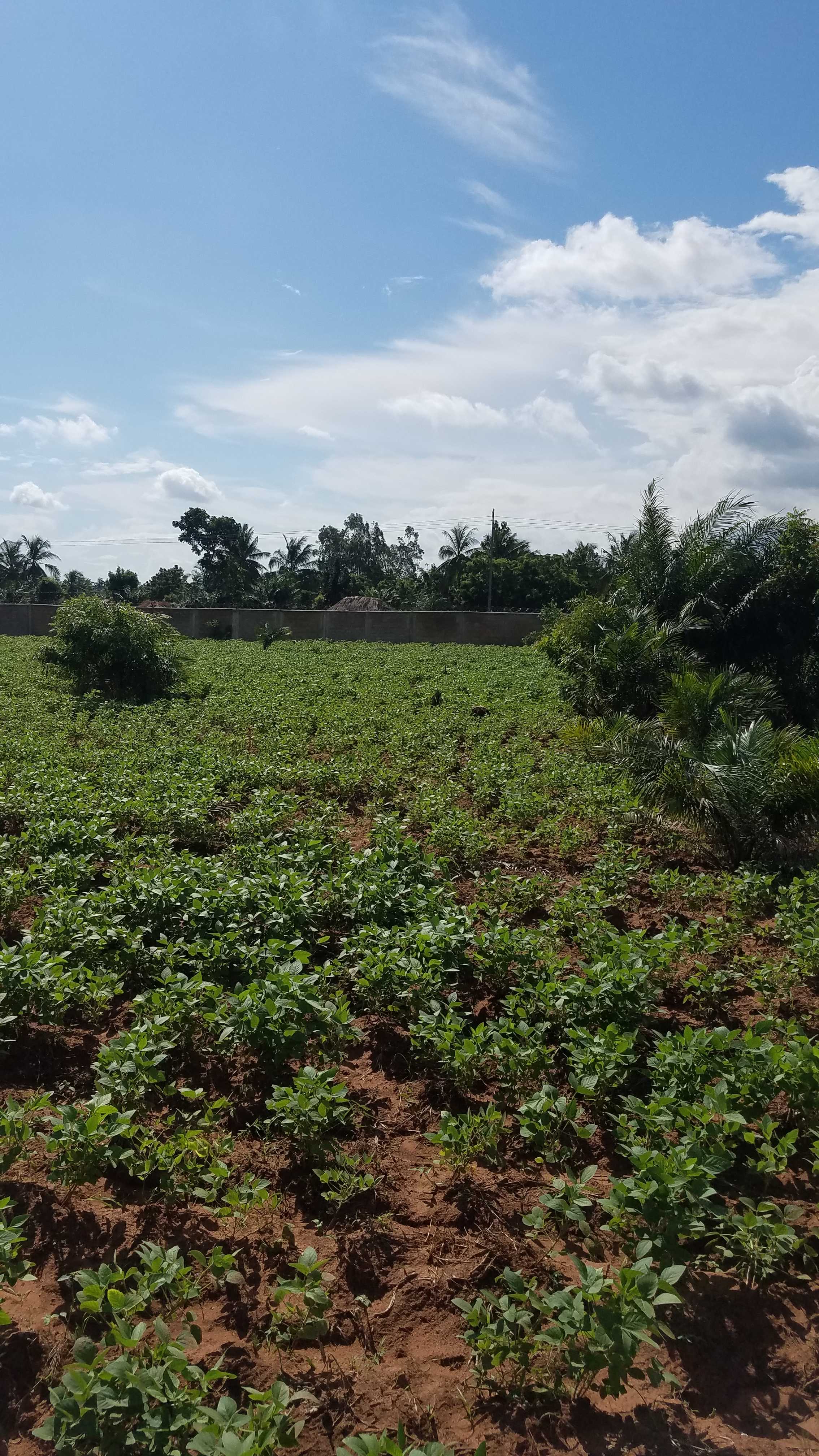 Le soja dans le sud du Togo
