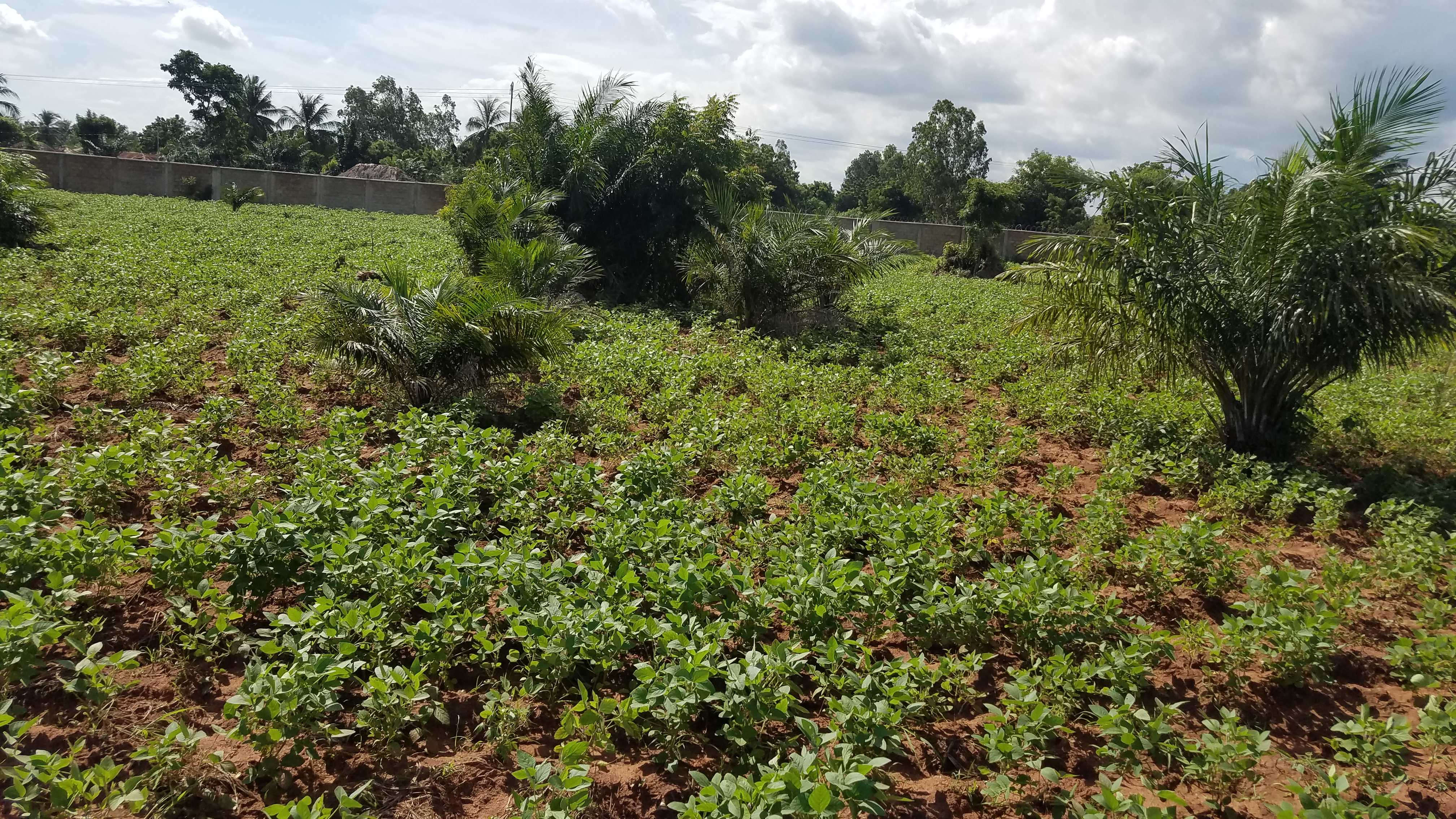 Le soja dans le sud du Togo
