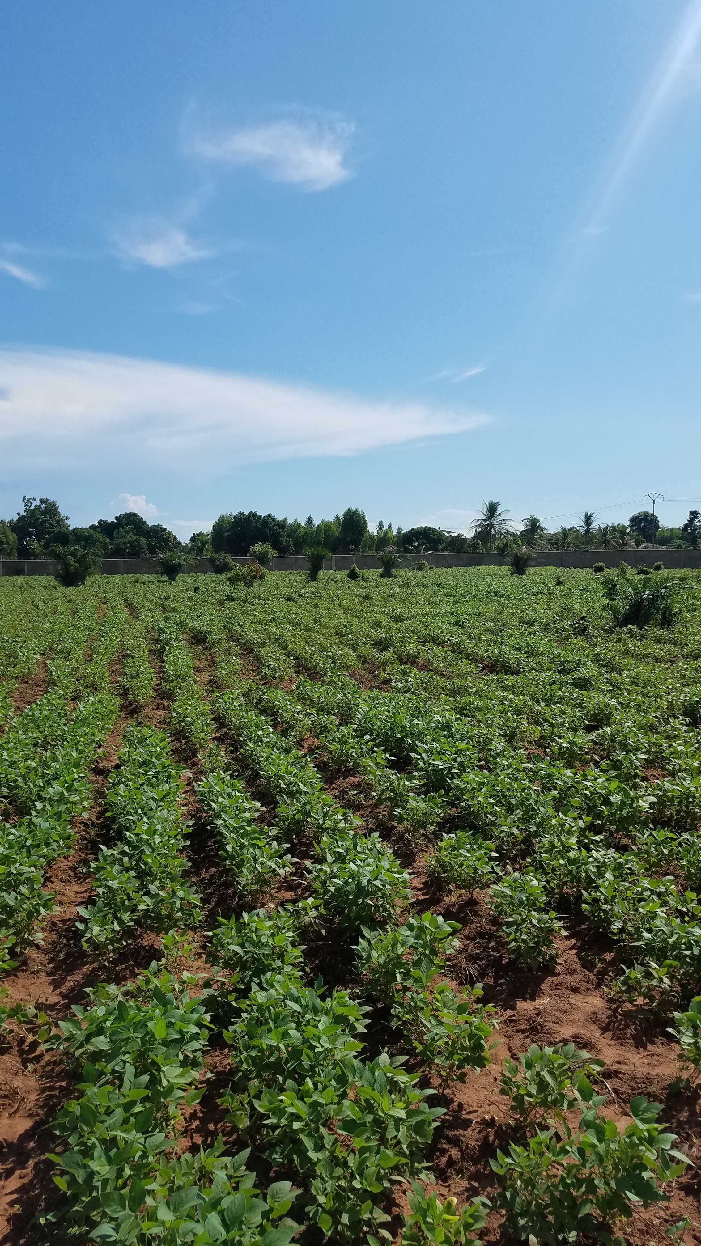 Le soja dans le sud du Togo