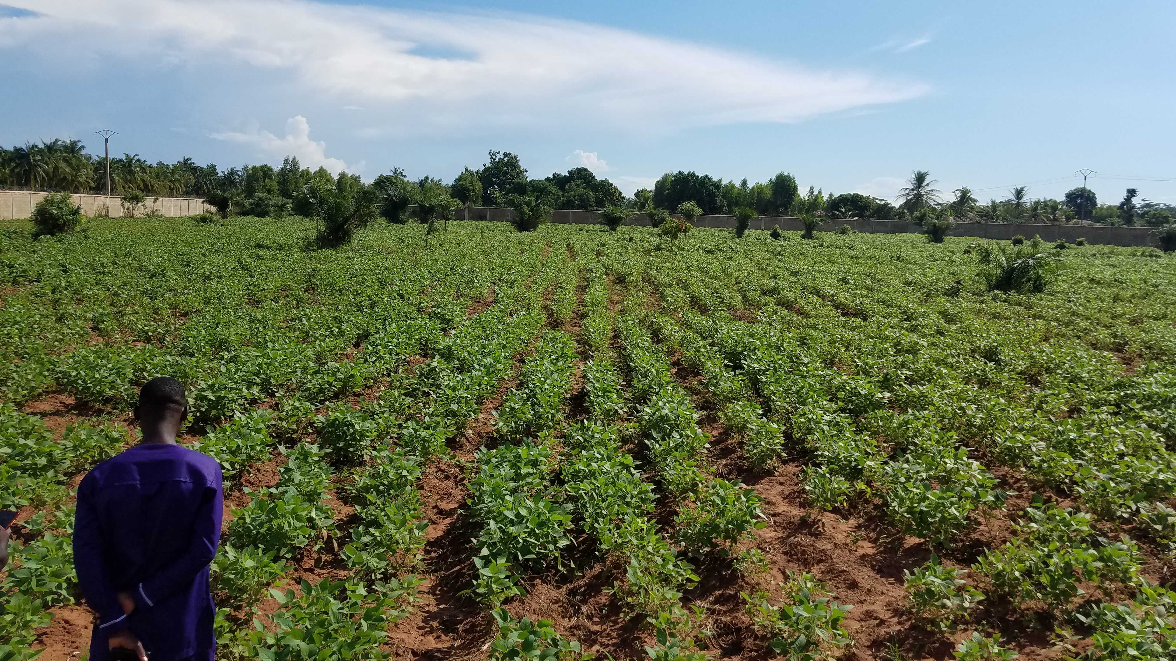 Le soja dans le sud du Togo