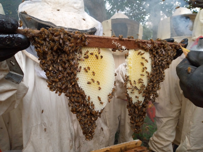 Apiculture