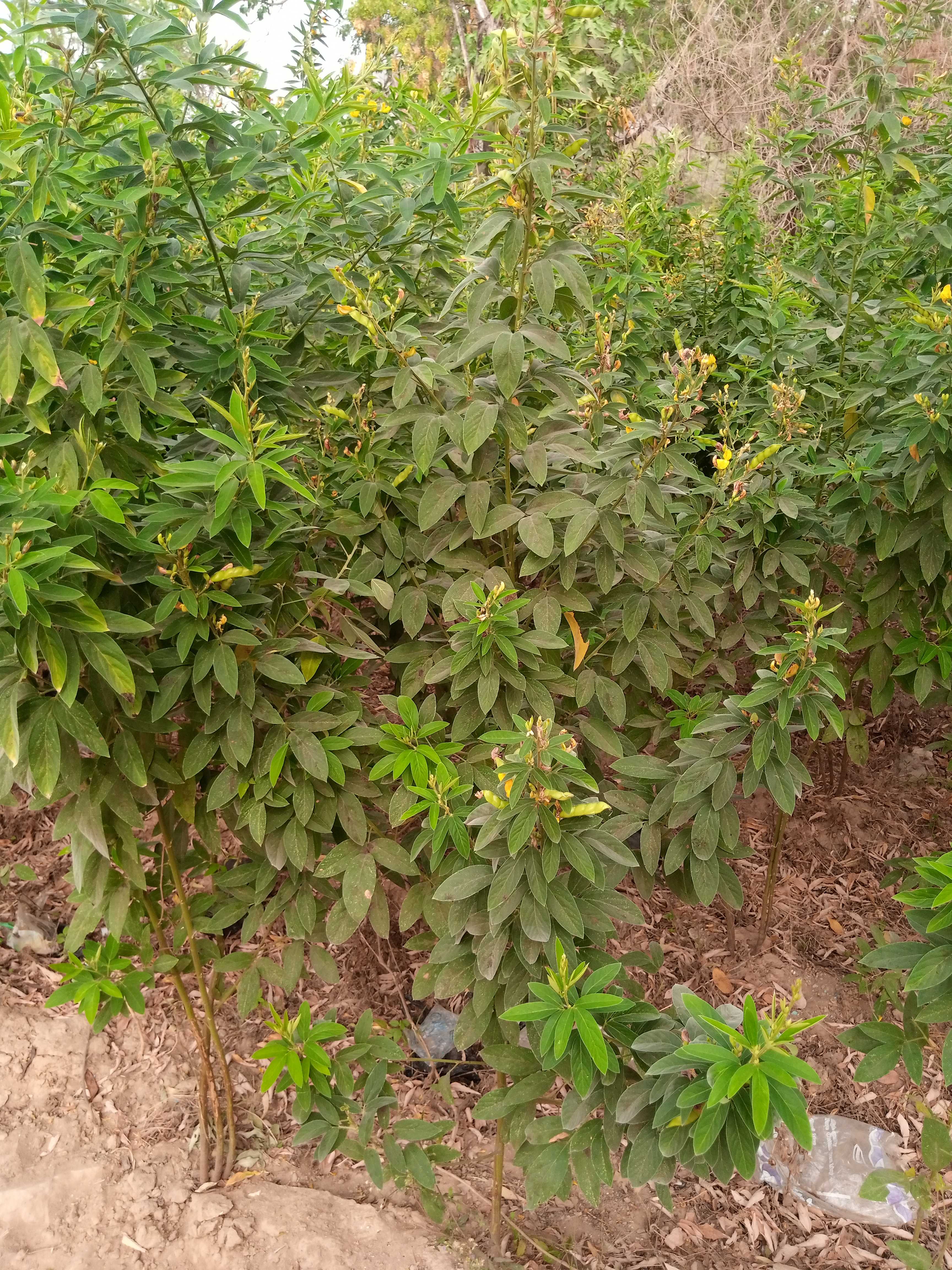 Agriculture