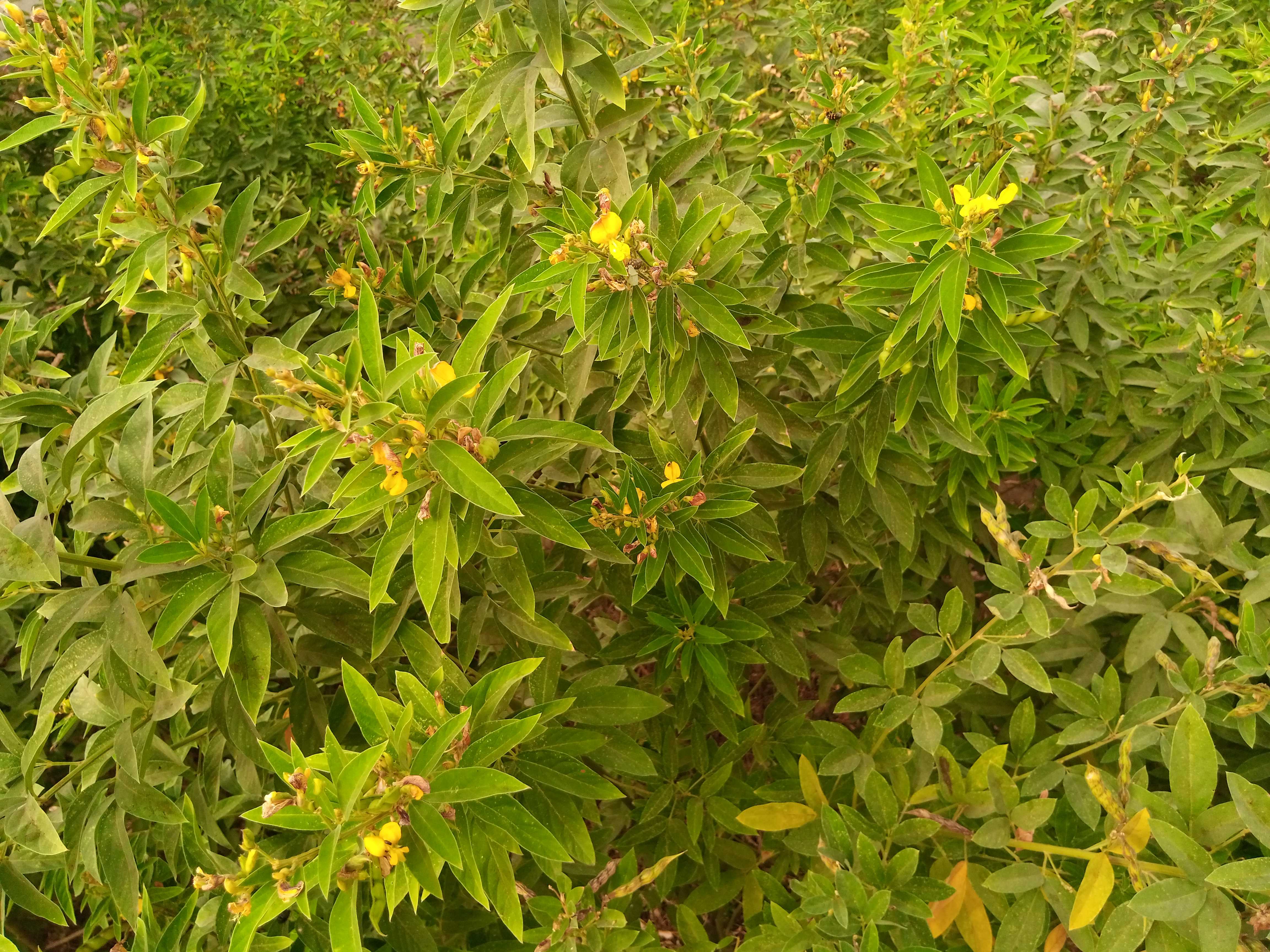 Agriculture