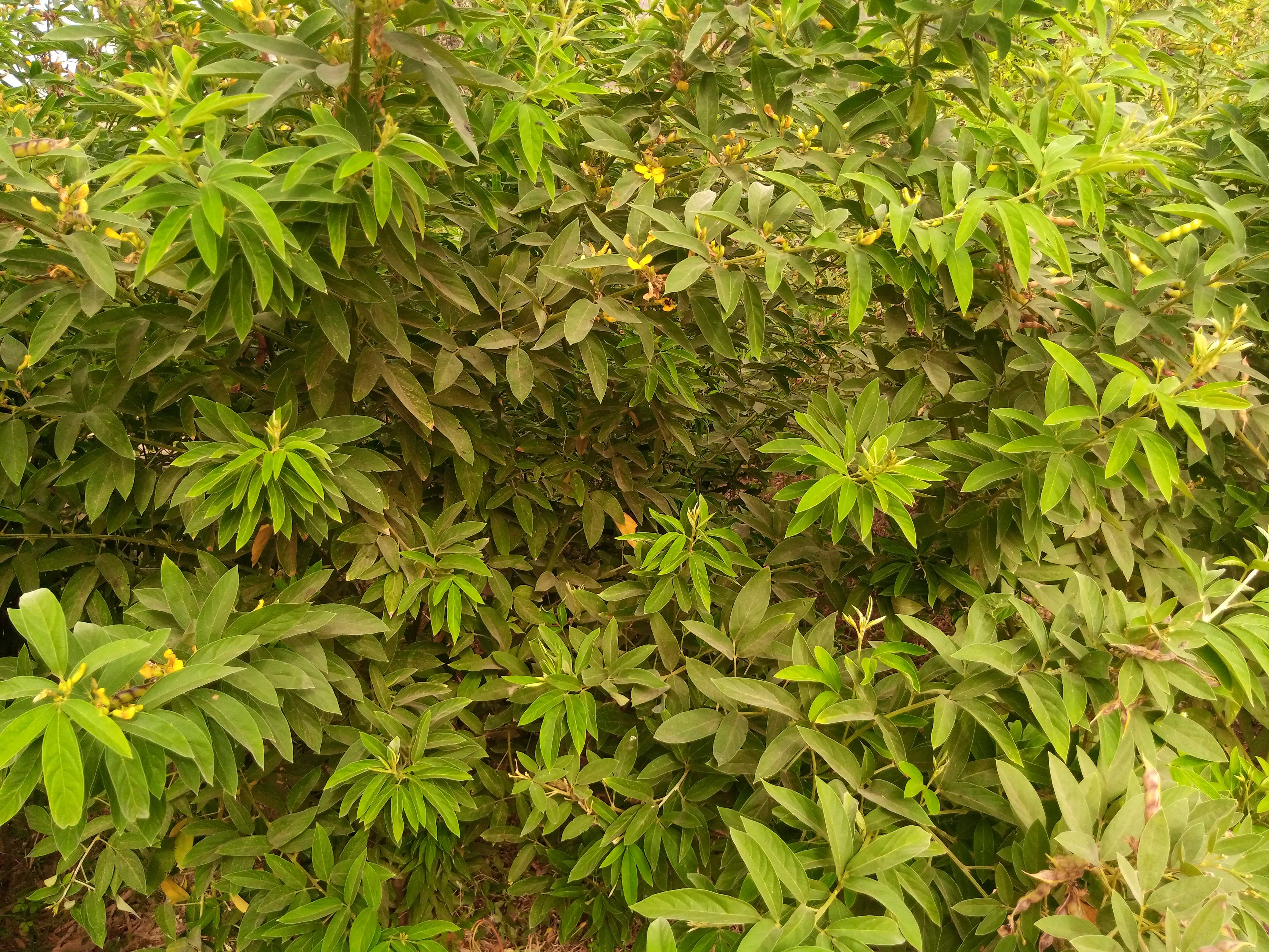 Agriculture