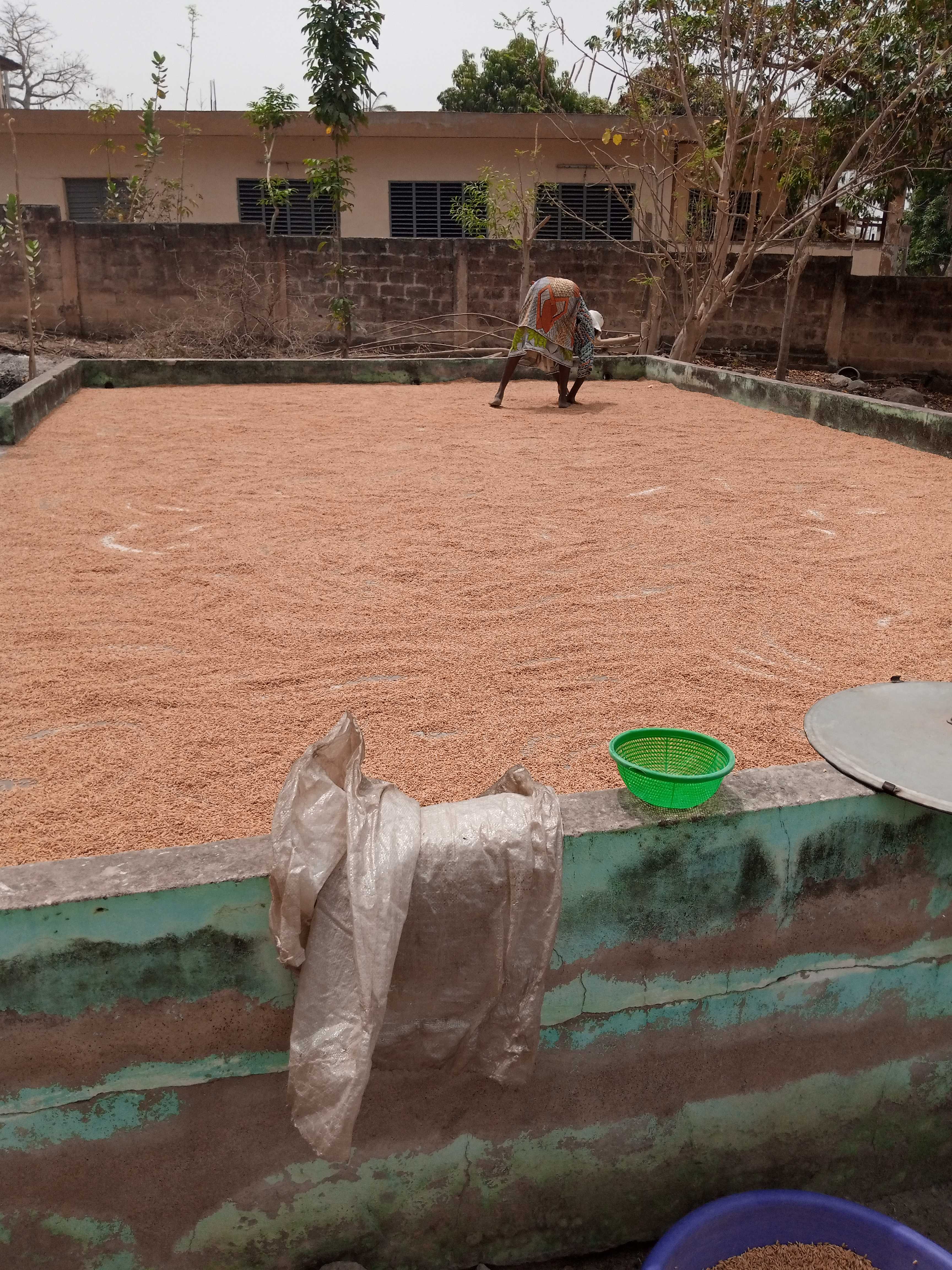 L'étuvage du riz paddy