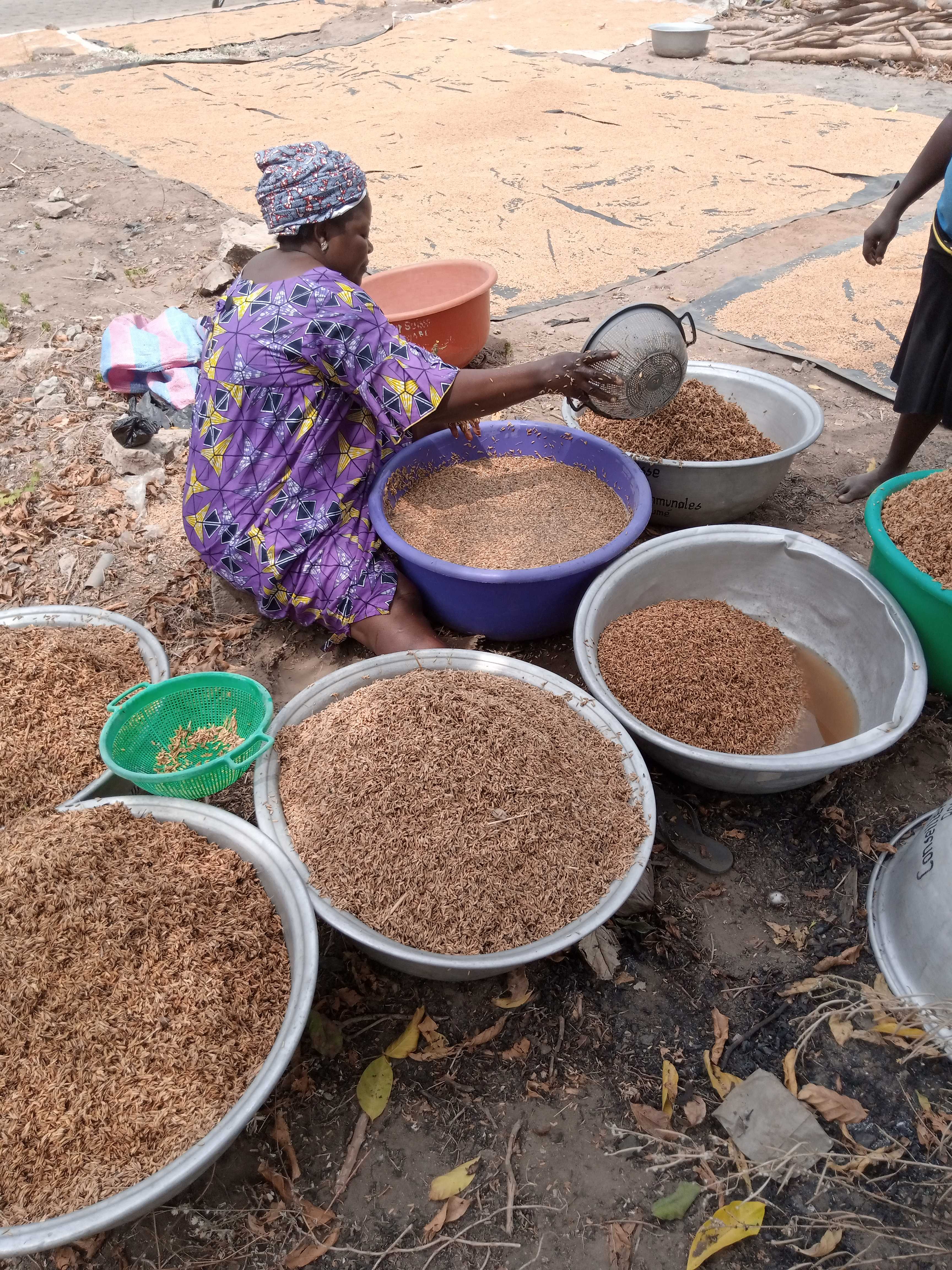 L'étuvage du riz paddy